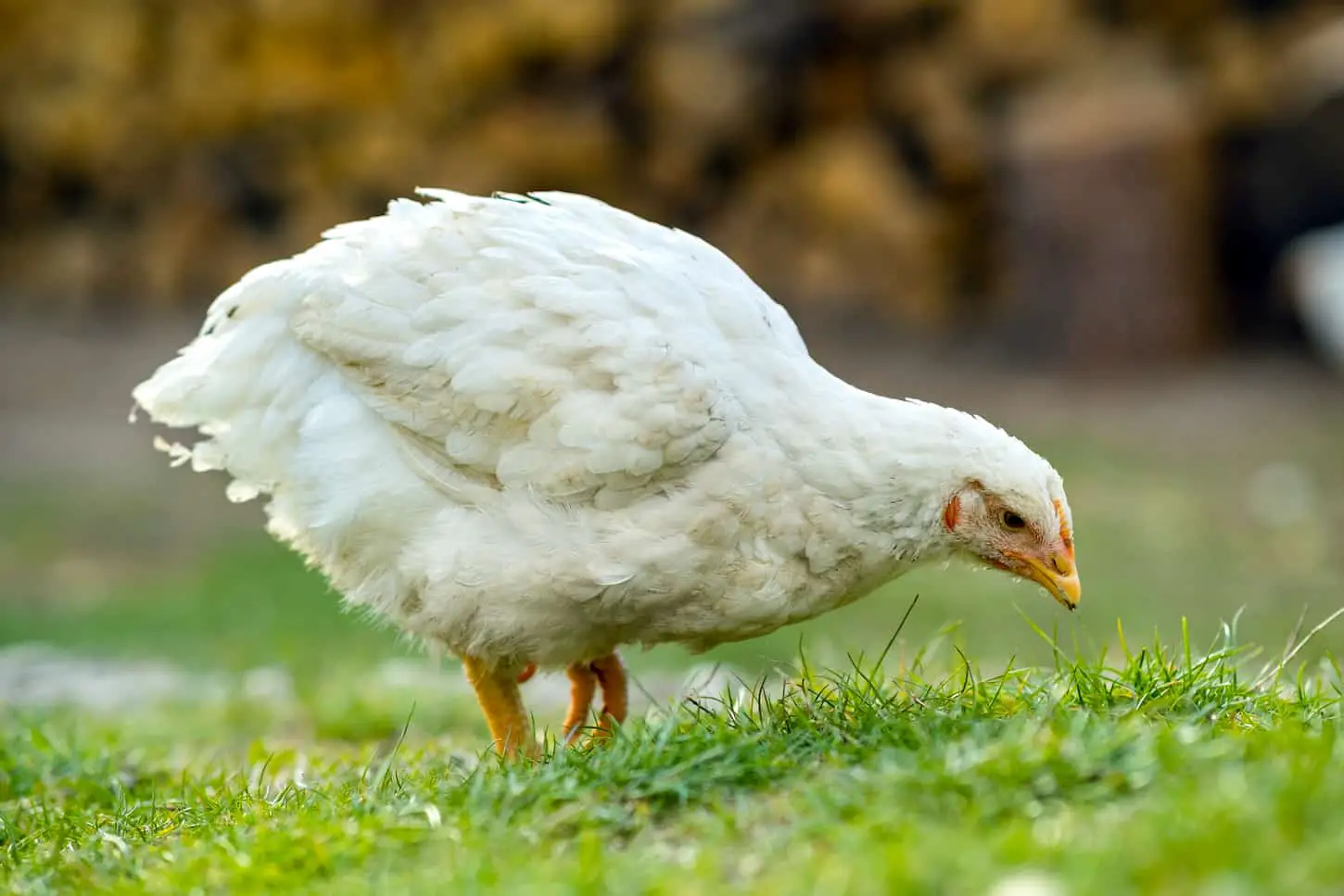 An image of a white hen feeding on the grass in a rural barnyard.