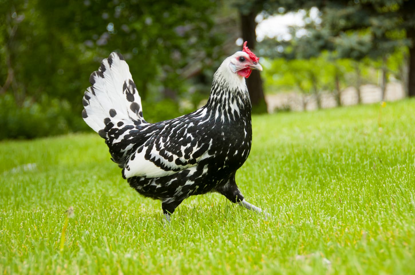 An image of a hen on a traditional free-range poultry organic farm grazing on the grass.