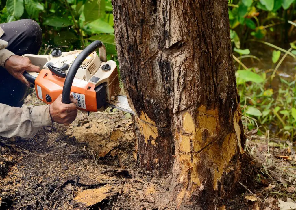 An image of someone using a chainsaw to cut through a tree.