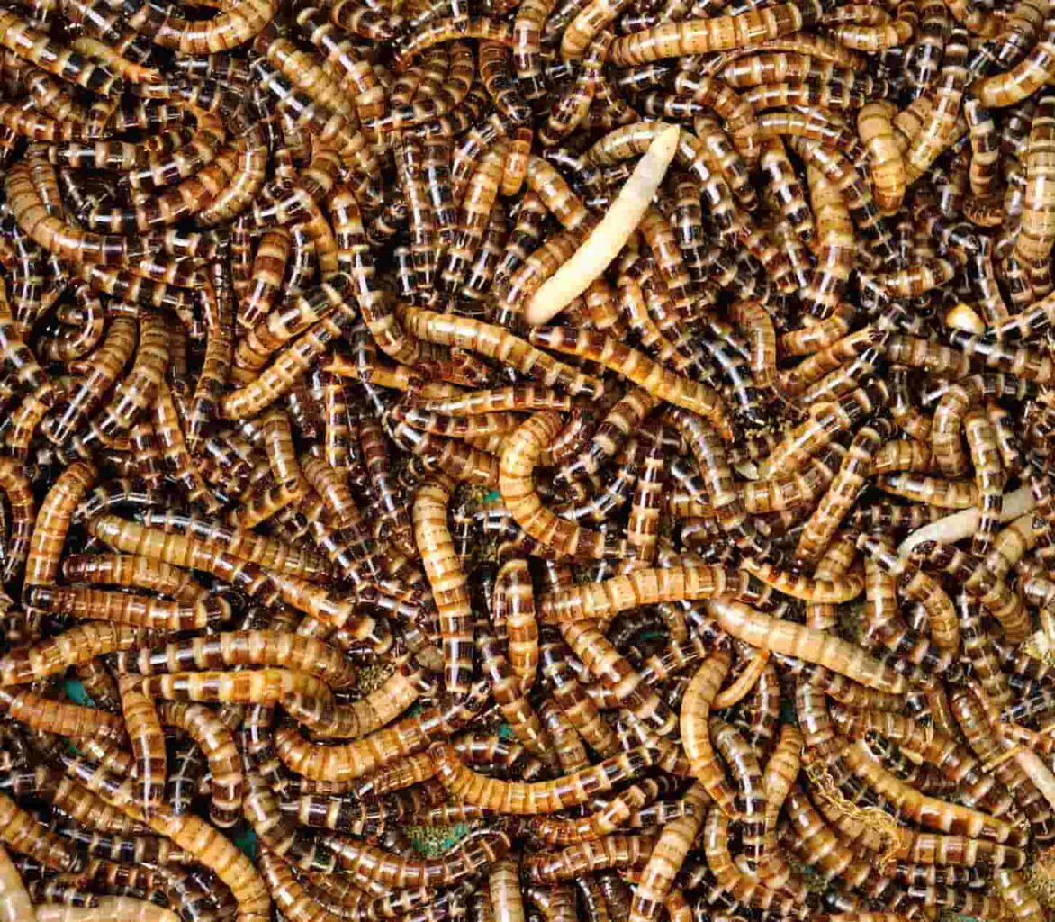 An image of mealworms.