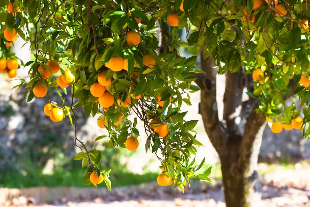 An image of a citrus tree with plenty of fruits.