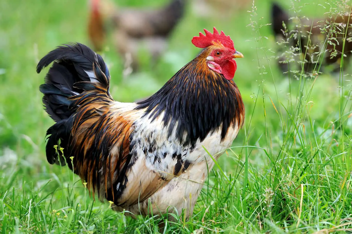 An image of a rooster in a farm background.