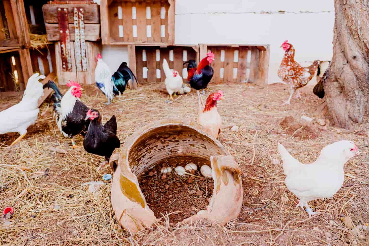 An image of roosters and chickens on the floor of a chicken coop in a farm with straw soil.