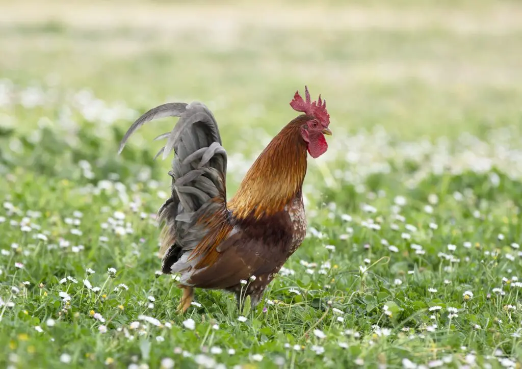 An image of Serama chicken roaming in a garden