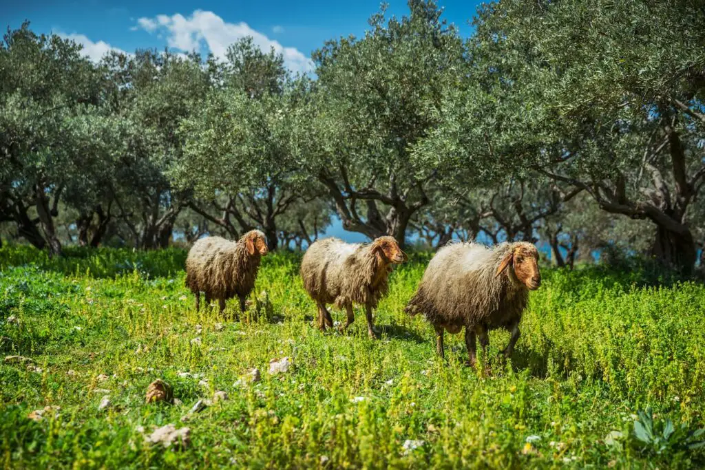 An image of sheeps on the pasture.