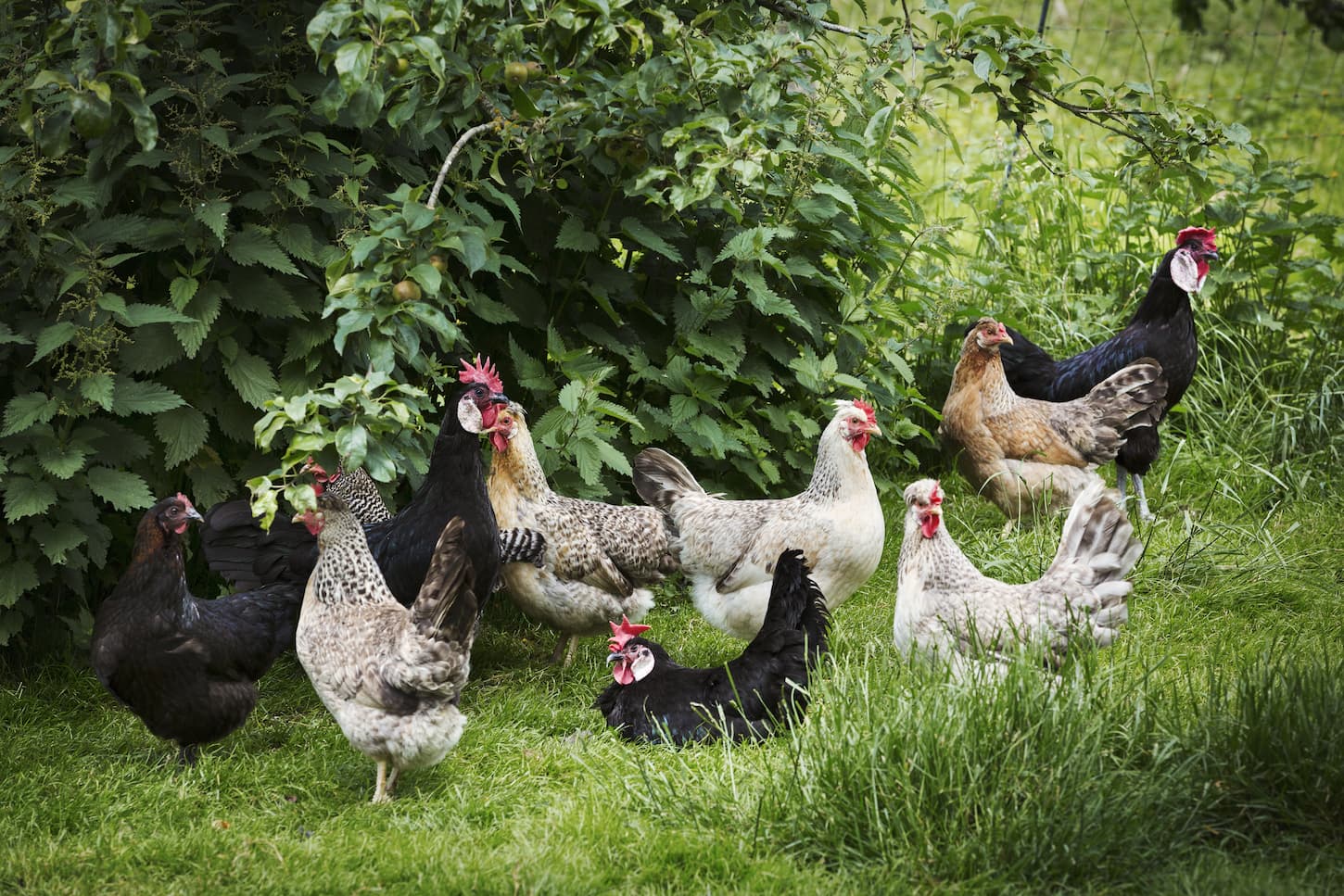 An image of a small flock of domestic chickens in a garden.