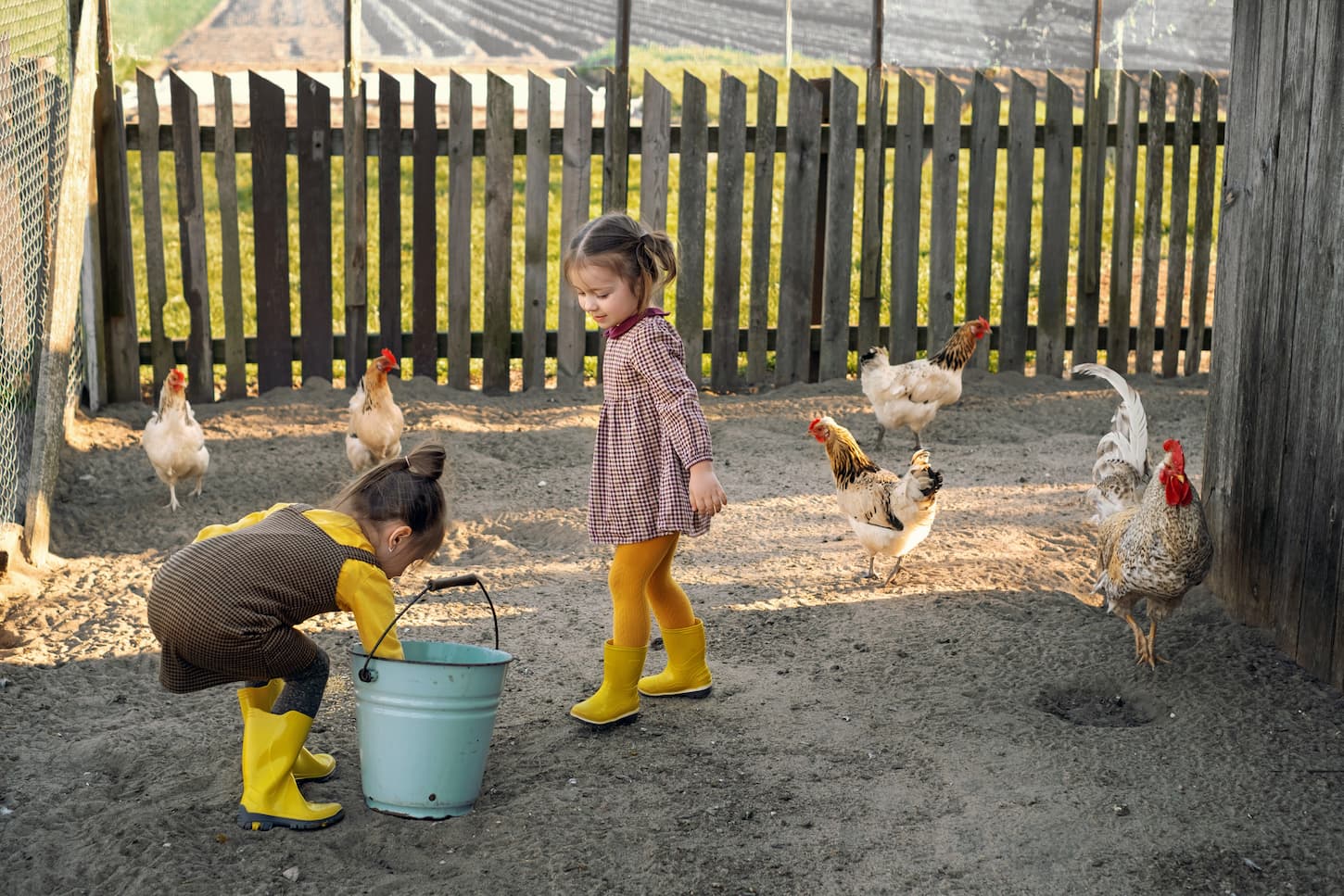 An image of two children feeding chickens in the village in the backyard.
