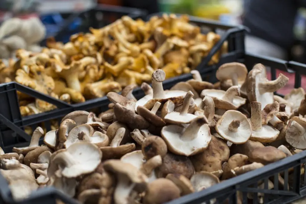 An image of mushrooms in various types.