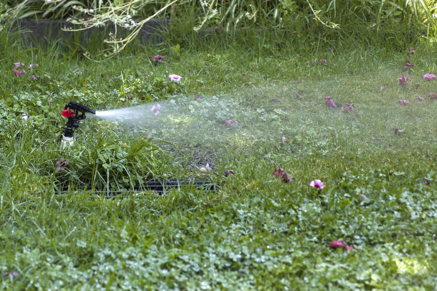 An image of a sprinkler in action in the garden.