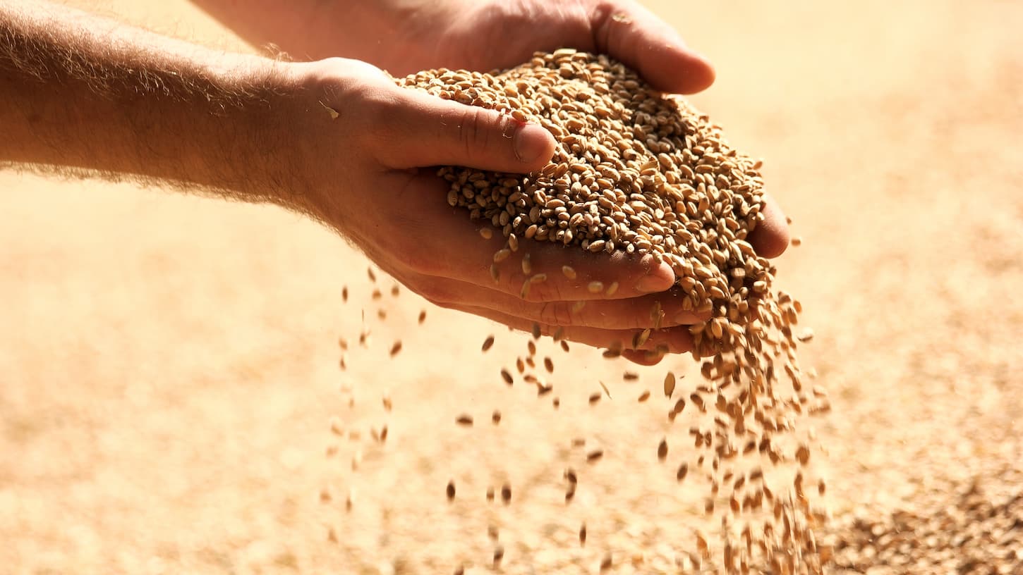 An image of Wheat grains in hands at mill storage.
