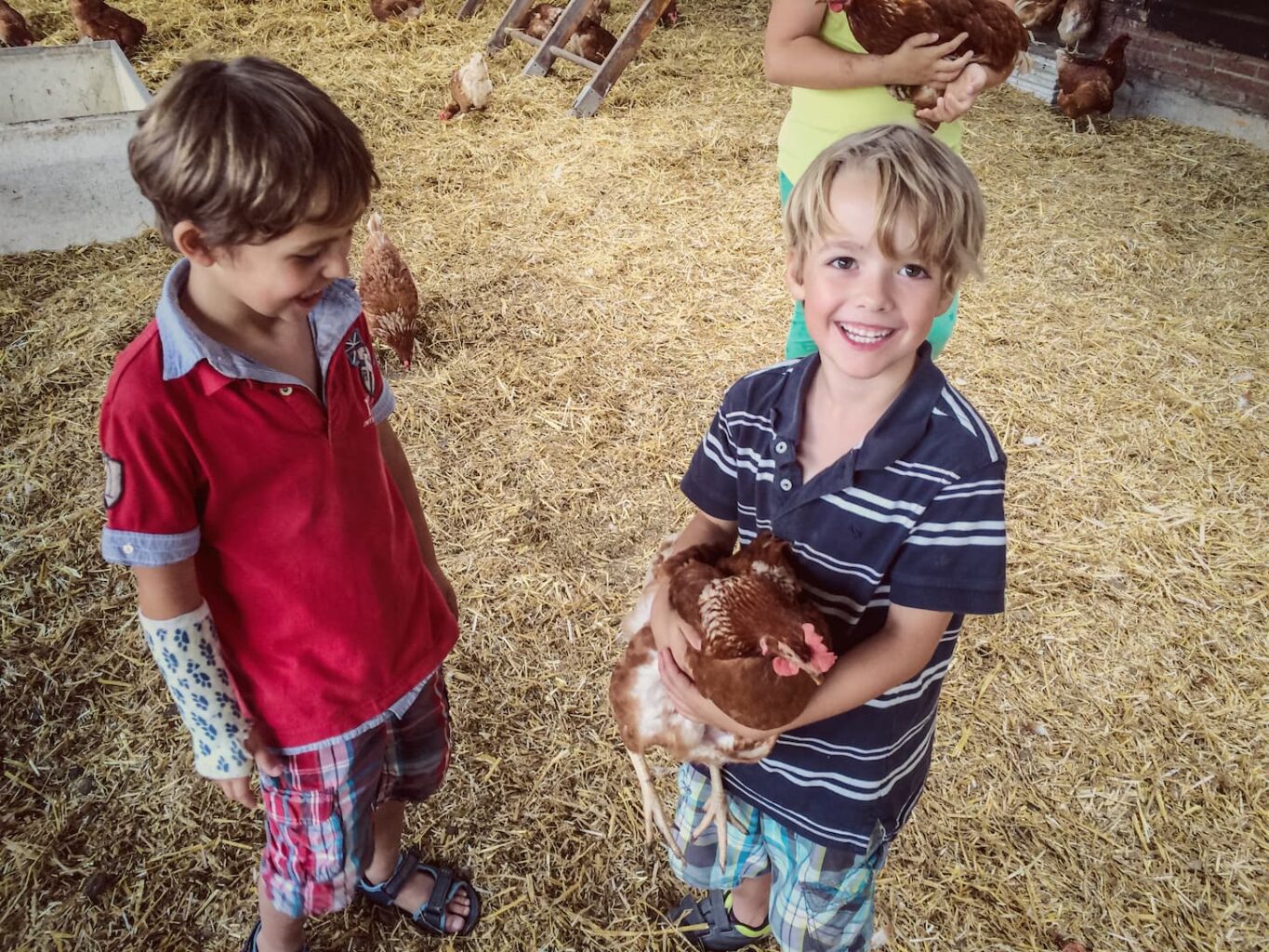 An image of a young boy holding a chicken in a barn while his twin brother watches him.
