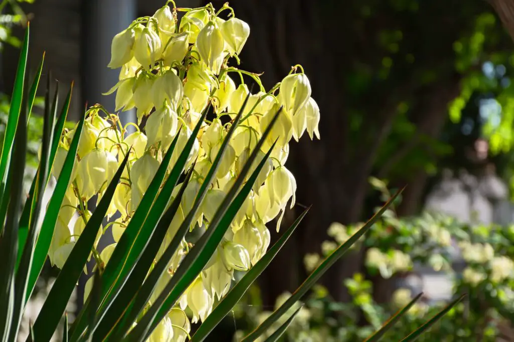 An image of a yucca plant blooming in the garden.