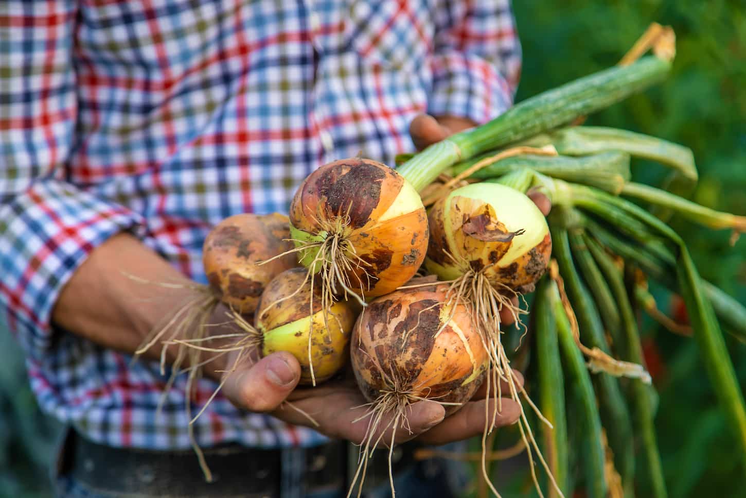 An image of a man farmer holding an onion in the garden.