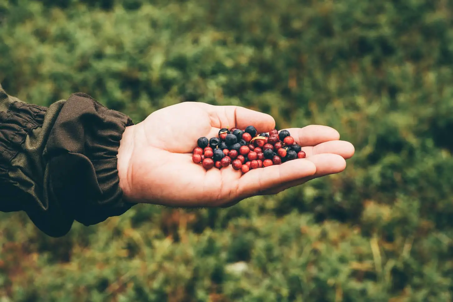 An image of a person showing huckleberries in the garden.
