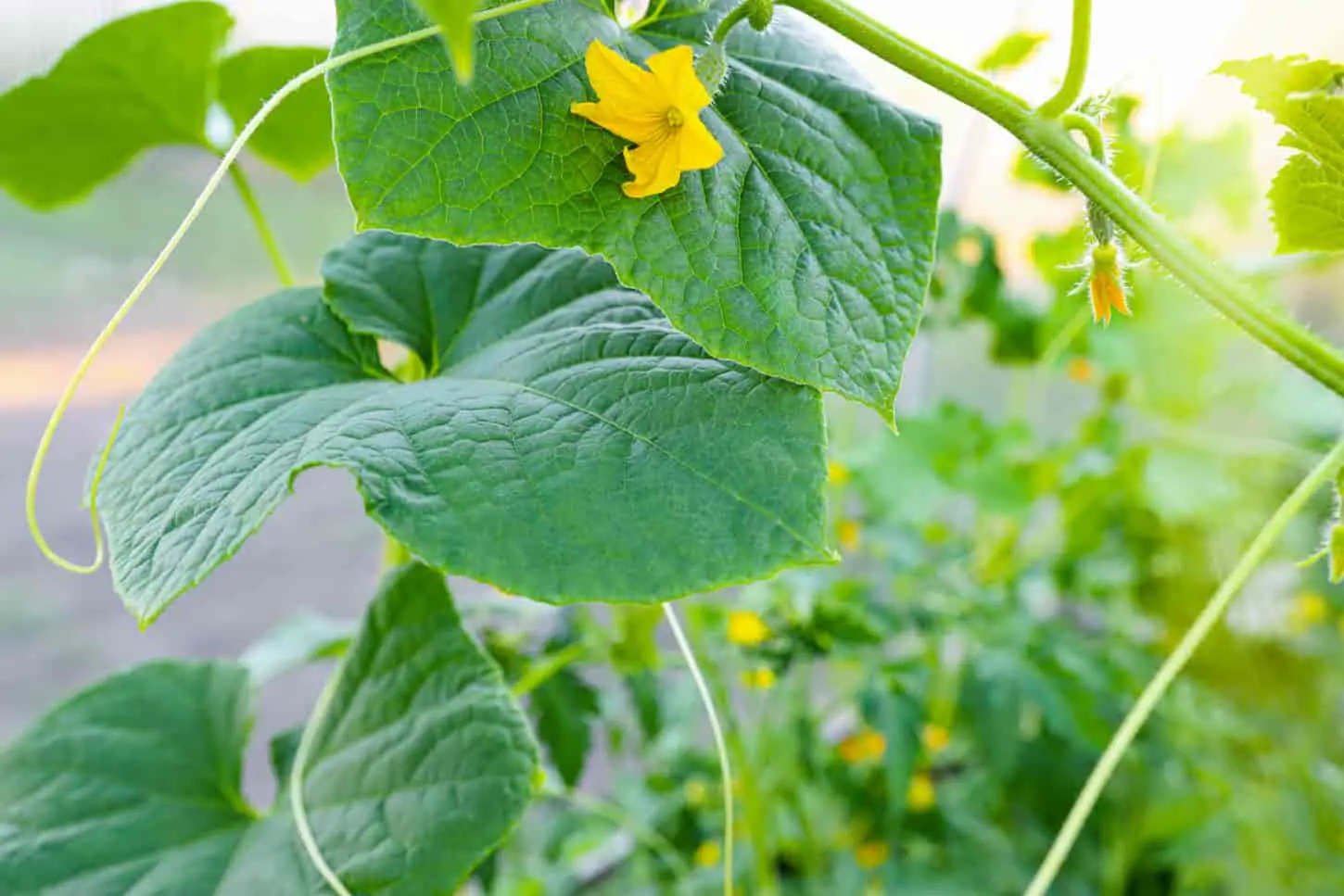Why Do Cucumber Leaves Feel Crispy? Causes and Fixes
