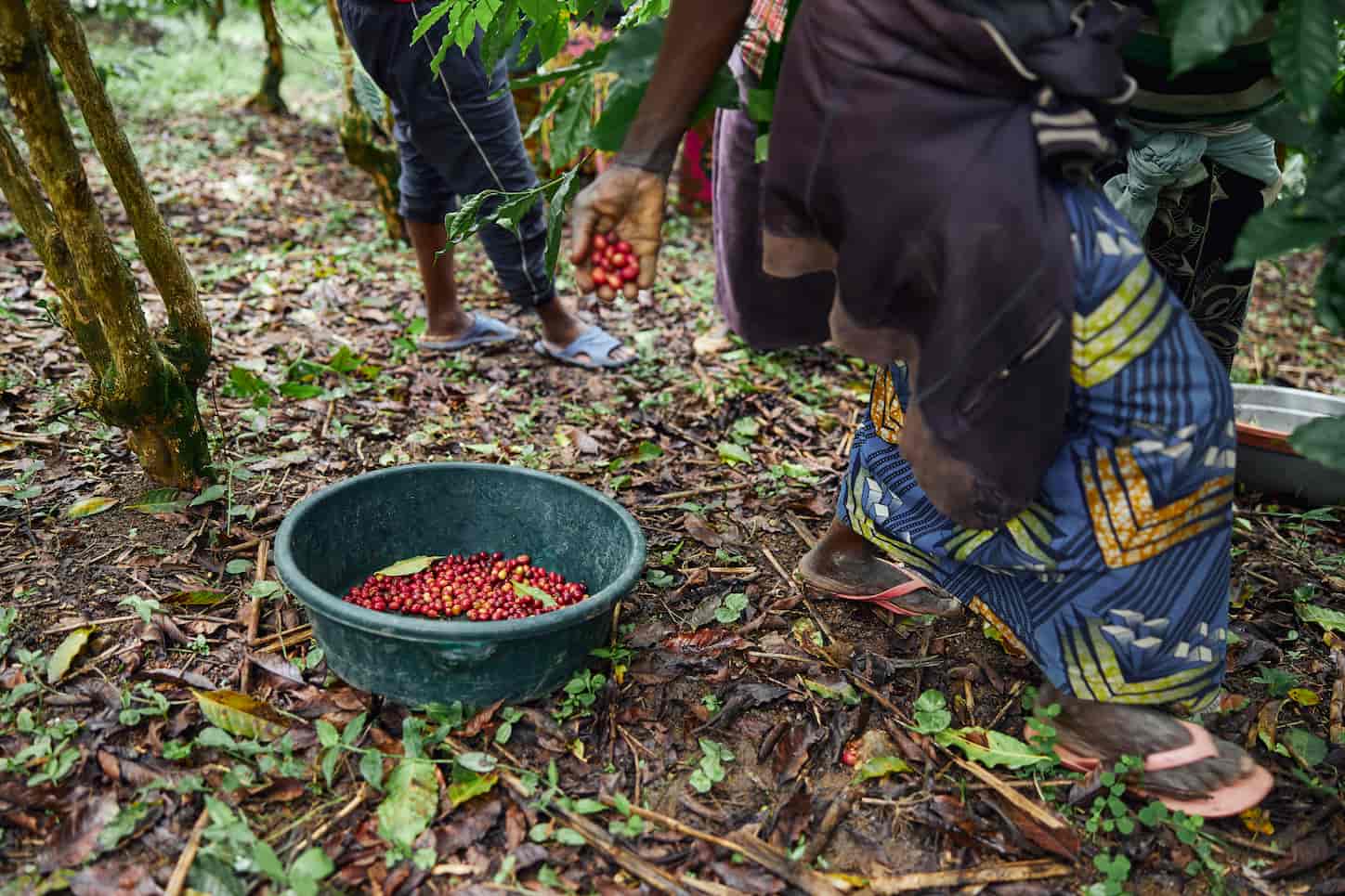 An image of an African worker is gathering coffee beans on the plantation in bushy wood.