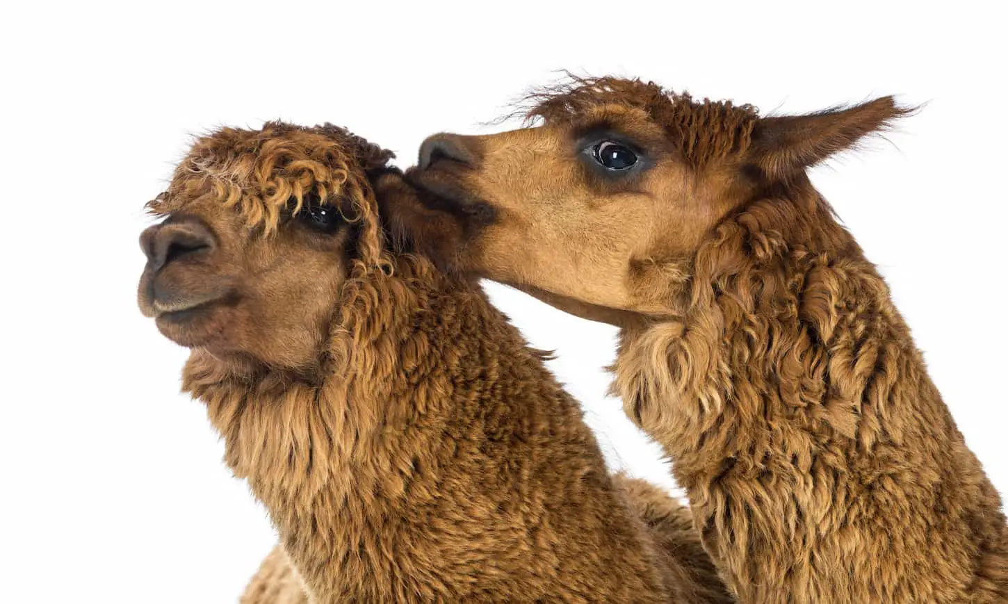 An image of an alpaca biting another alpaca's ear against white background.