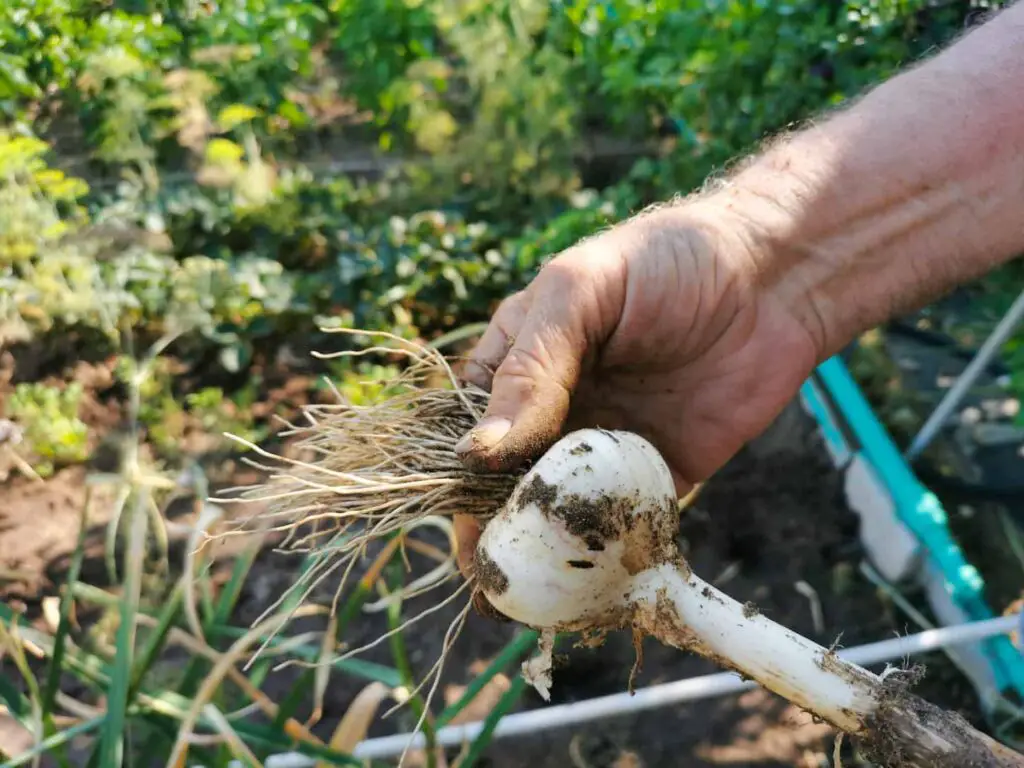 An image of a harvested garlic crop during Autumn.