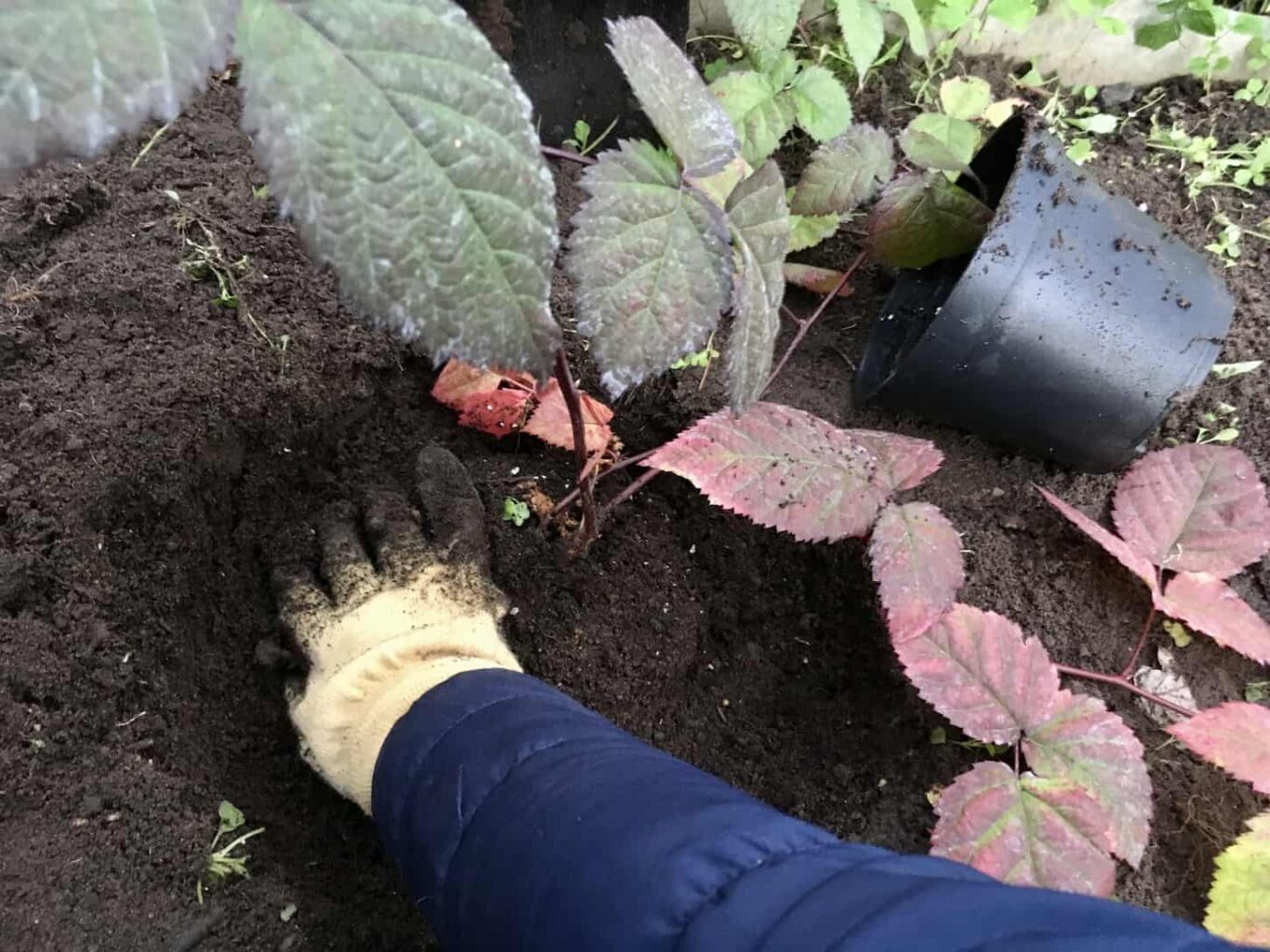 An image of a gardener planting raspberry and blackberry seedlings in the garden bed.
