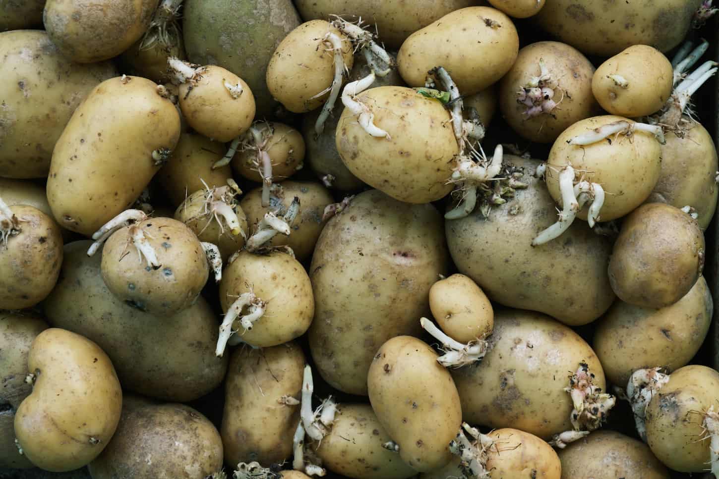 An image of old sprouted potatoes.