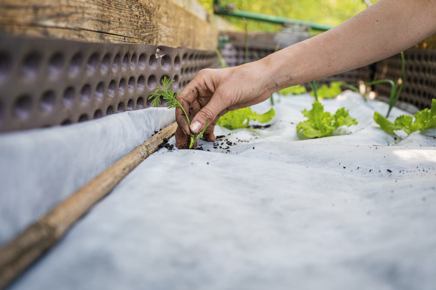 An image of a bare female's hand planting carrot seedling in a vegetable garden protected with a white net.
