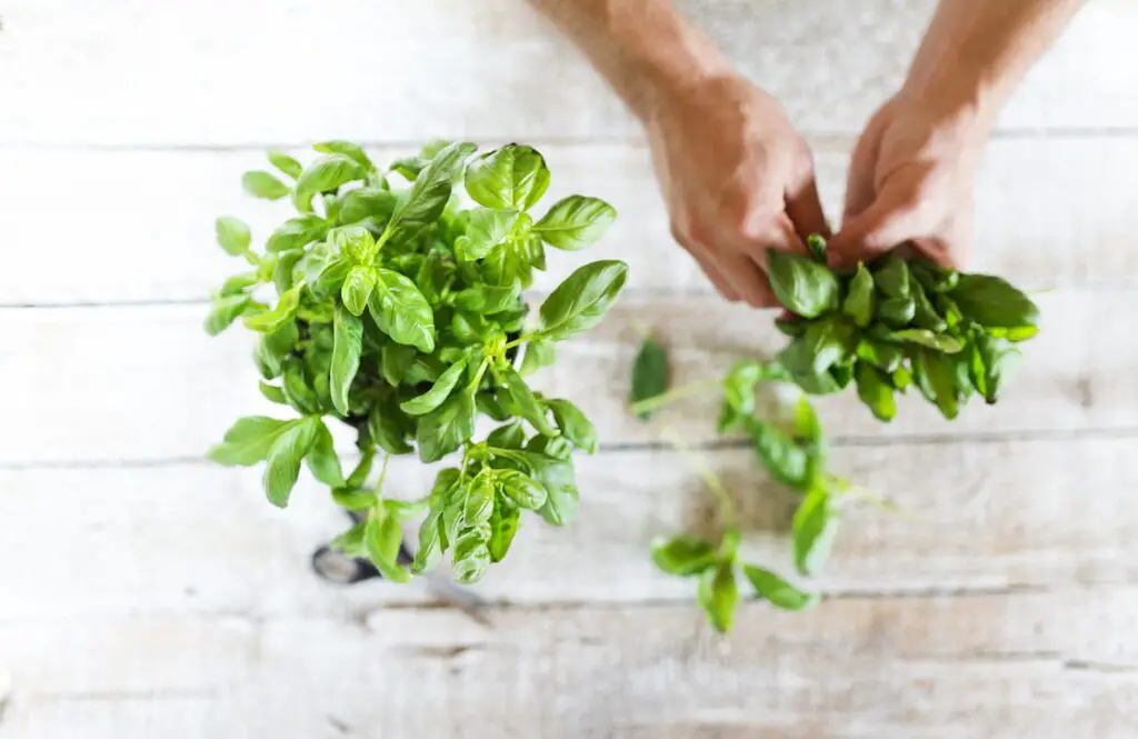 An image of basil leaves on a white wooden kitchen table held and collected by a man's hands.