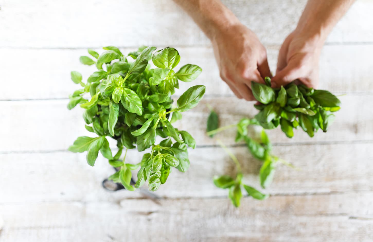 An image of basil leaves on a white wooden kitchen table held and collected by a man's hands.