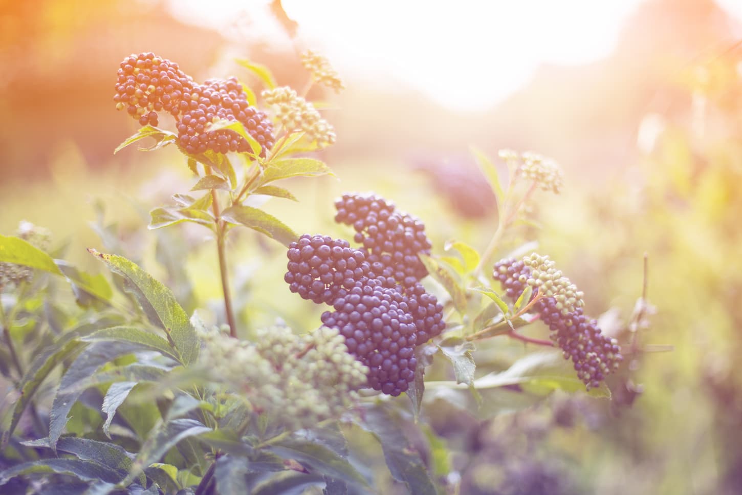 An image of a blackberry plant with berries during summer.