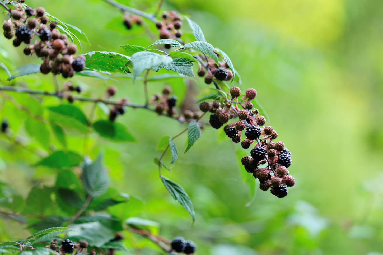 An image of blackberries growing outdoors.