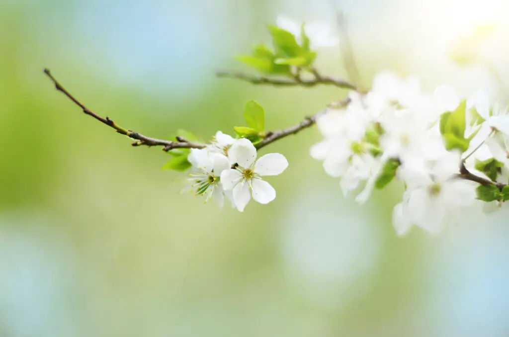 An image of a blooming twig of a fruit tree in the garden.