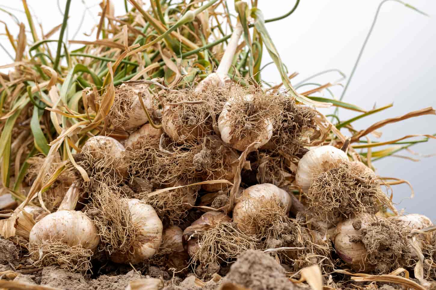 An image of bunches of garlic recently harvested in the crops.