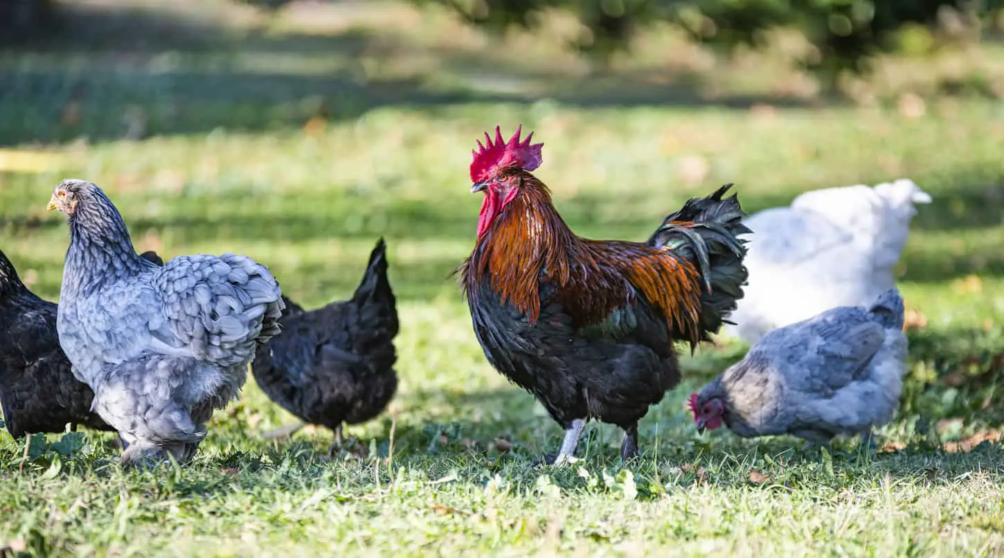 An image of Brahma and Marans chicken walking in a garden.