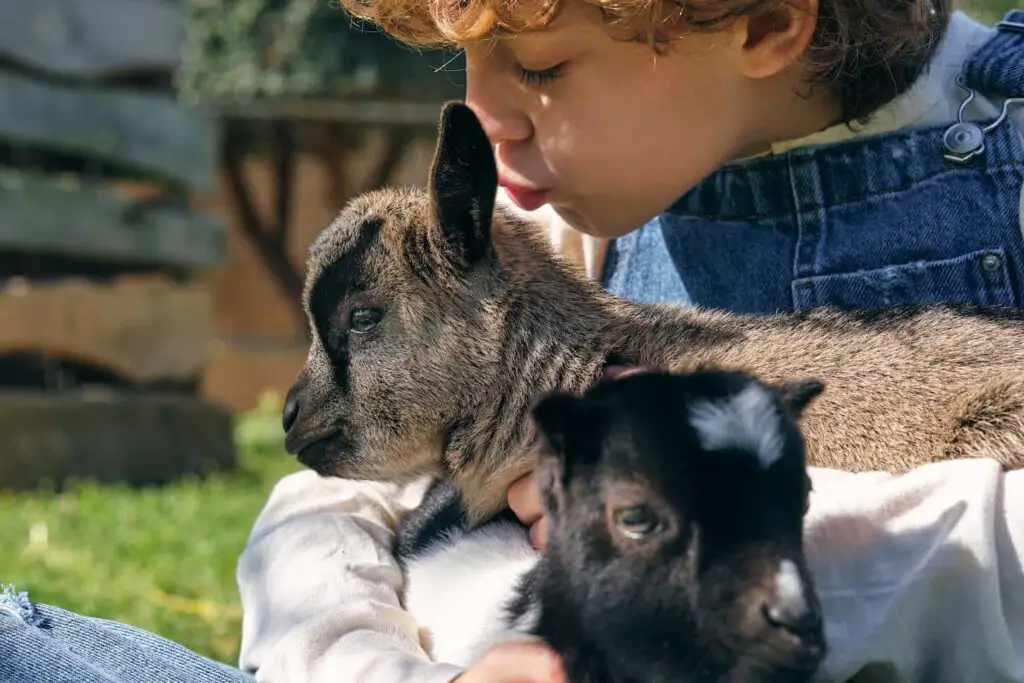 An image of a boy with curly hair hugging and kissing adorable dwarf goats while sitting on the lawn.