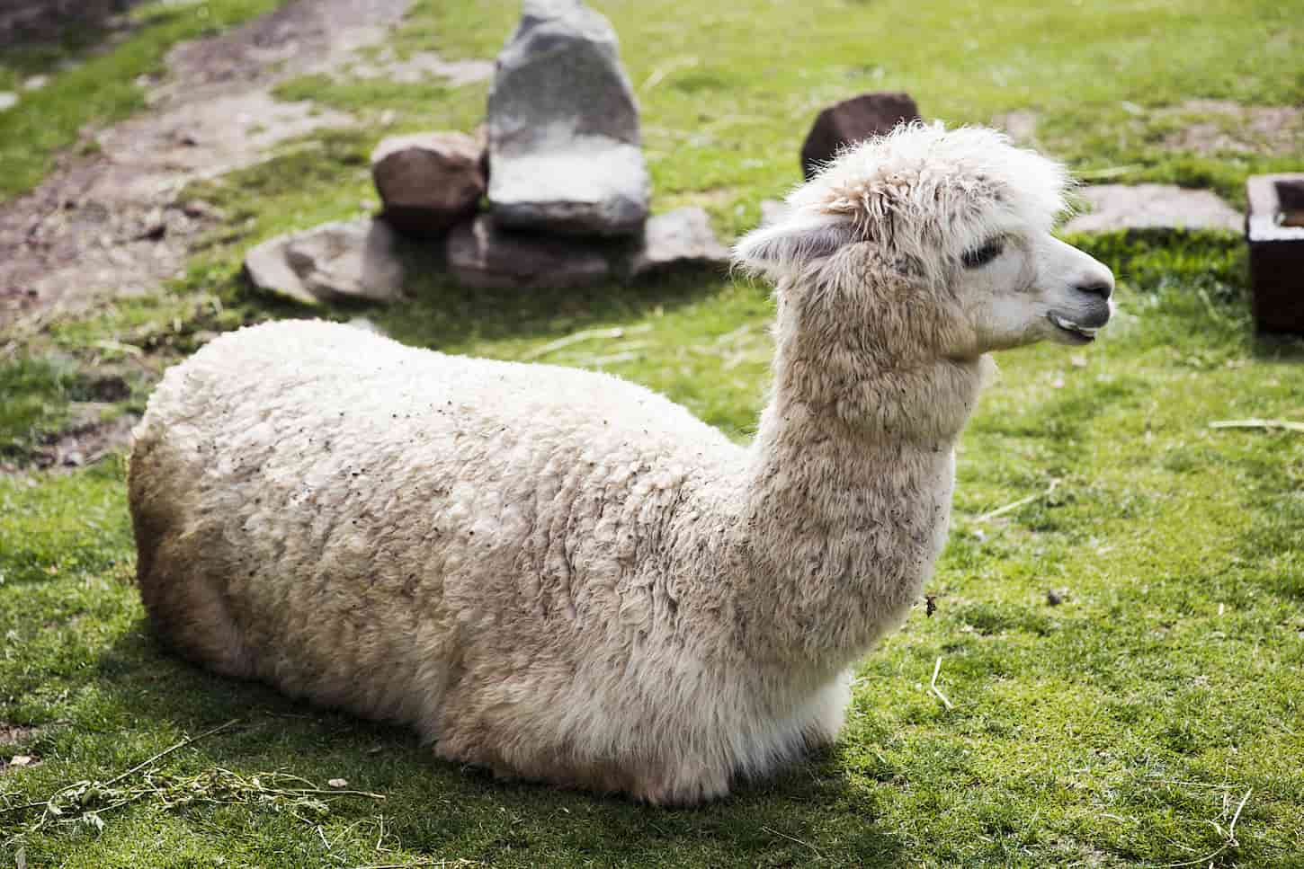 An image of white little baby alpaca on the grass field farm.