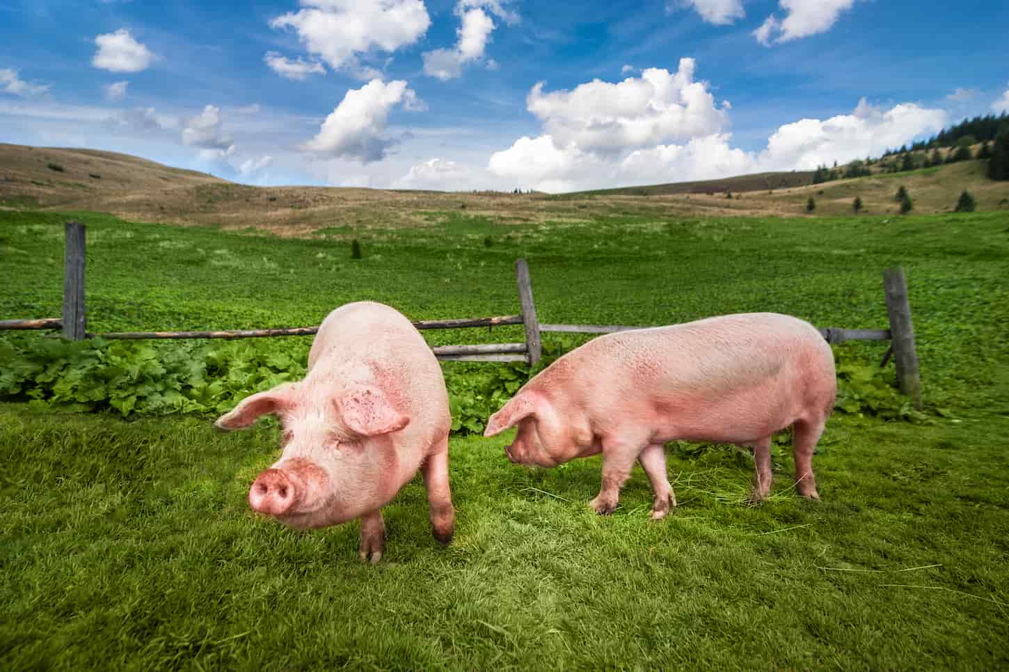 An image of two pigs eating in the backyard.