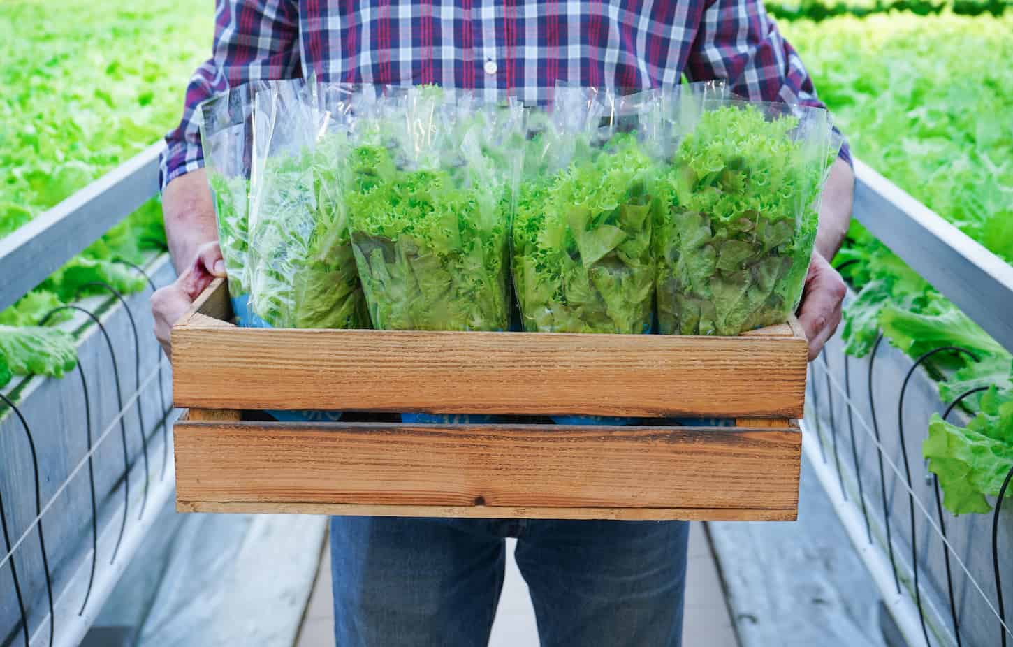 An image of the delivery of fresh herbs and salad from the farm's greenhouse. A man Holds a box of lettuce in his hands.