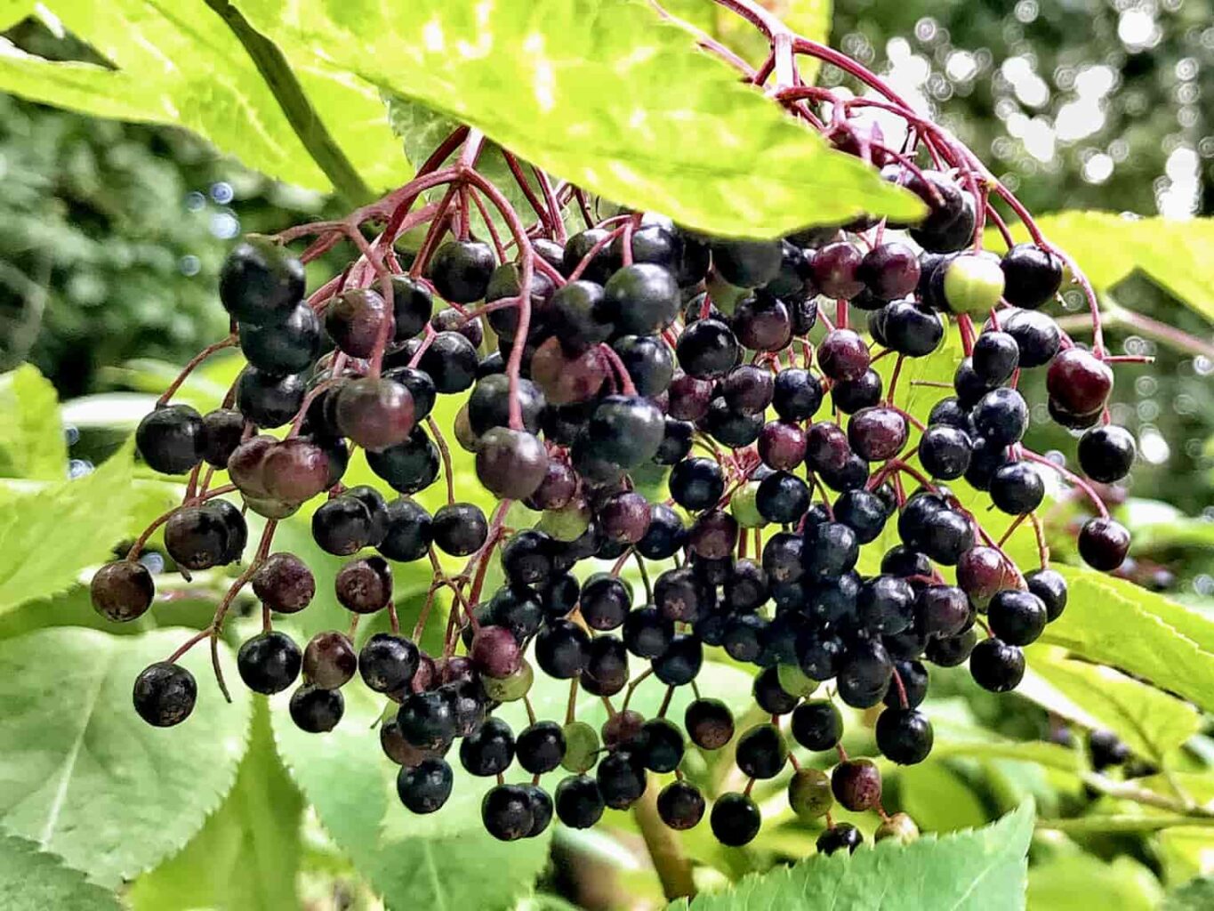 An image of an Elderberry plant that can grow to around 9m.