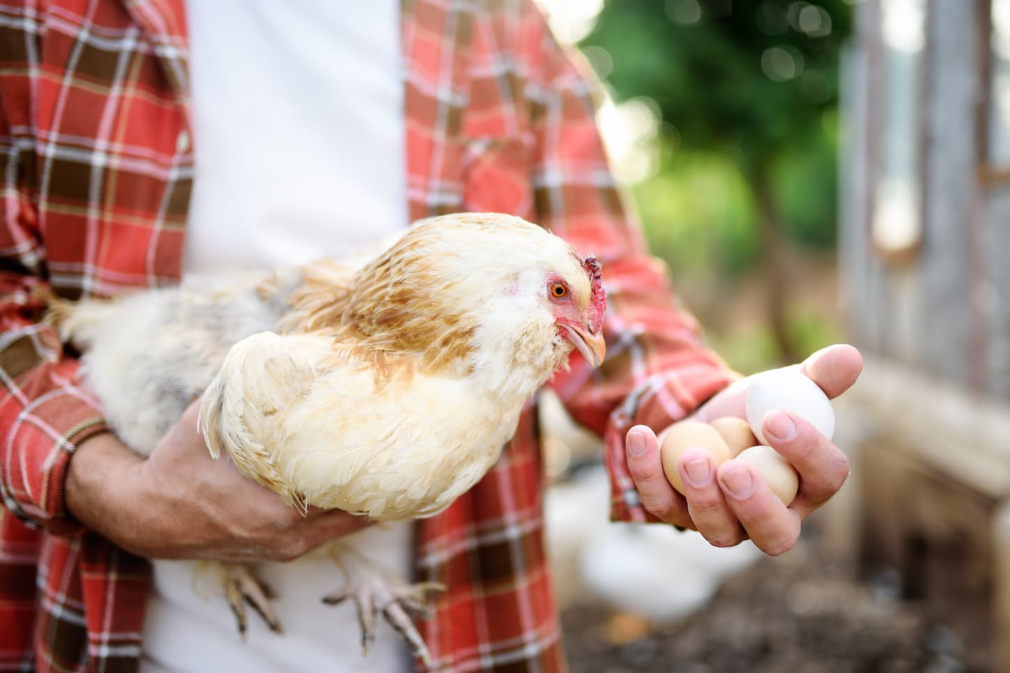 An image of a Farmer collecting fresh organic eggs on a chicken farm.