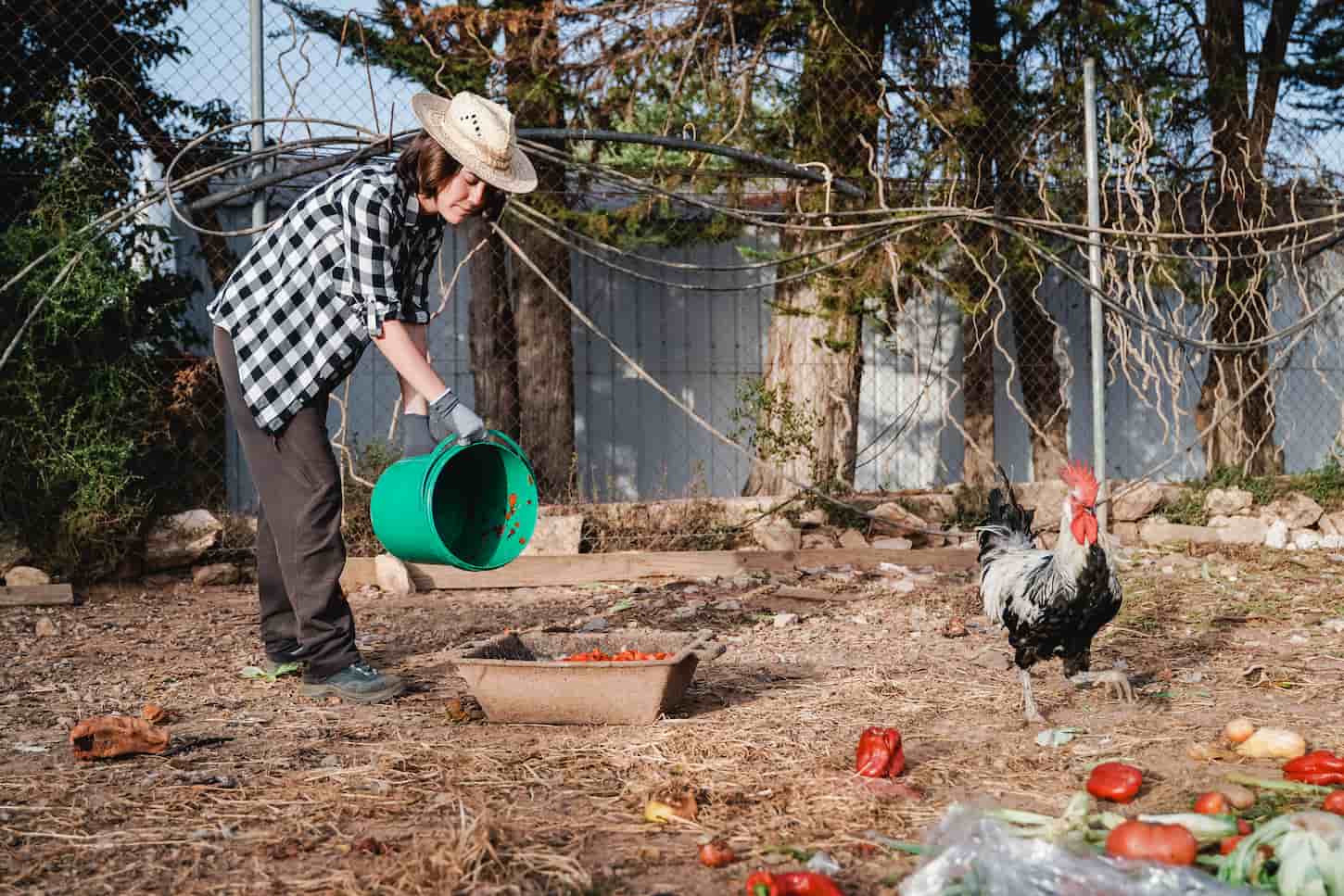 An image of a female farmer feeding chickens with organic food in the backyard.