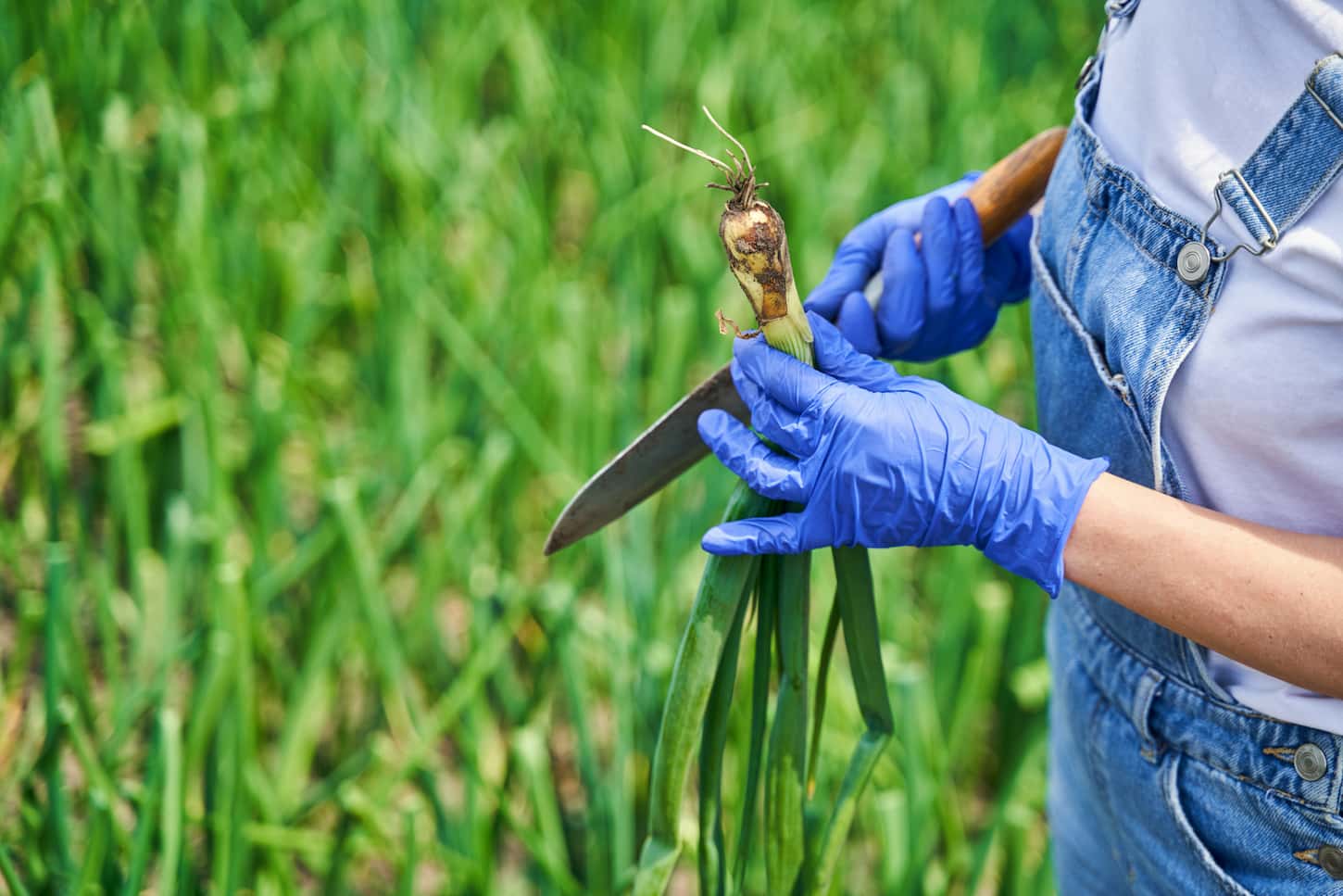 An image of a female farmer harvesting onions with green feathers in the onion field.