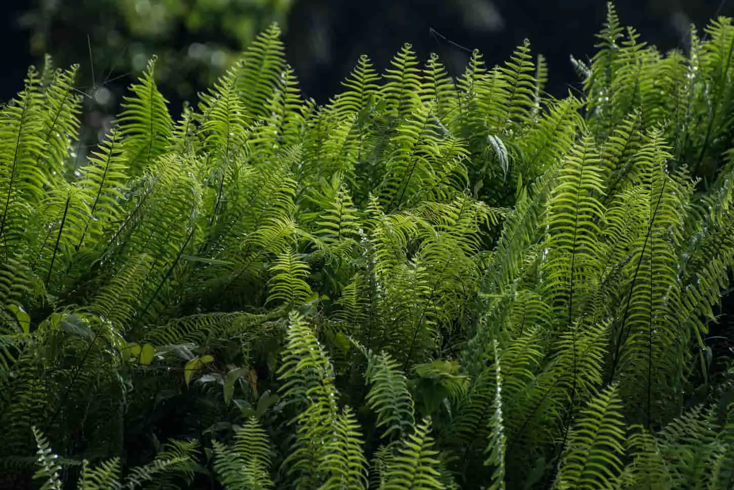 An image of fern plants in the natural background.