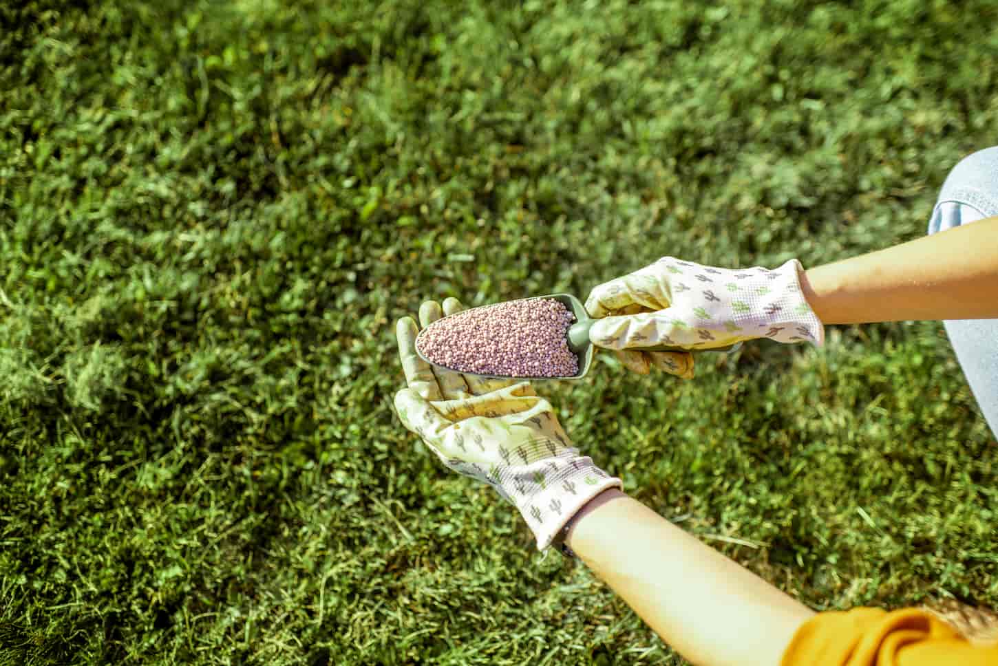 An image of female hands holding fertilizer for grass growth in granules on the grass background.
