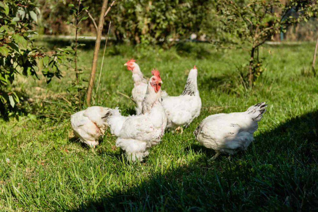 An image of a flock of adorable white chickens walking on a grassy meadow at a farm.