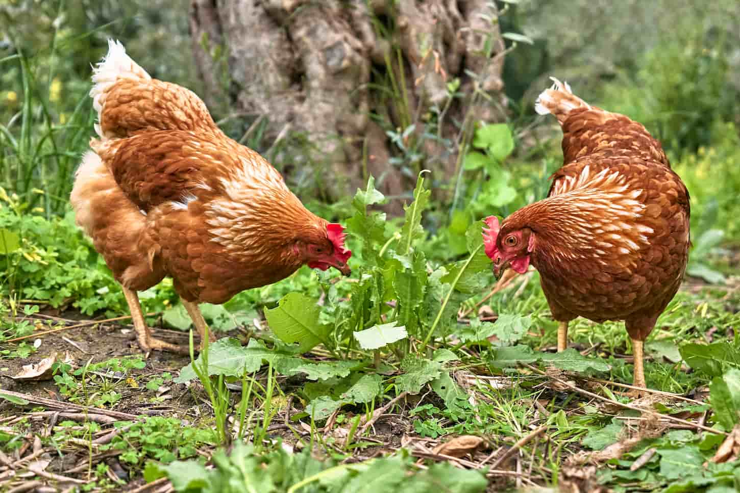 An image of Free-grazing domestic hens on a traditional free-range poultry organic farm.