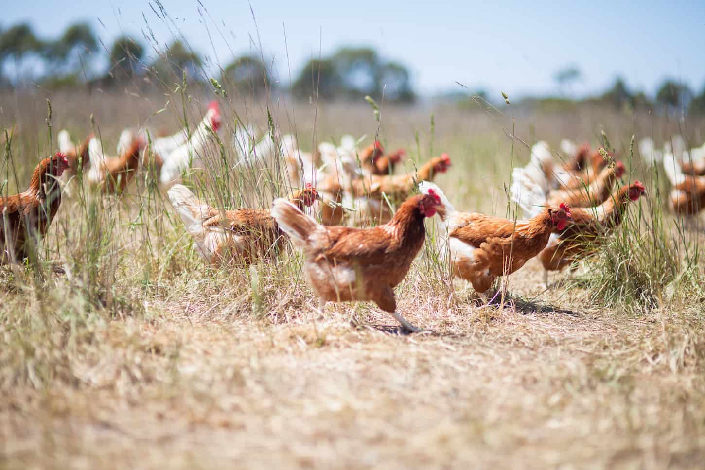 An image of free-range chickens in a farmyard.