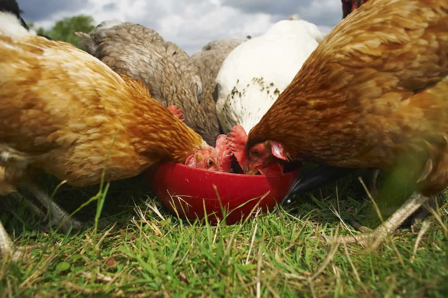An image of free-range chickens feeding in a shared bowl on the grass.