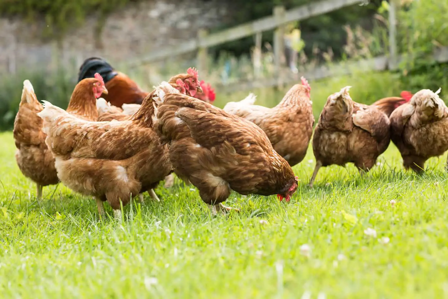 An image of free-ranging chickens on a lawn pecking the ground.