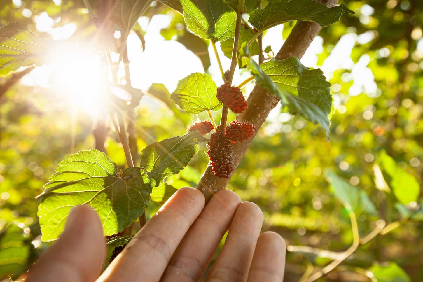 An image of an unknown hand showing fresh mulberries on a tree.