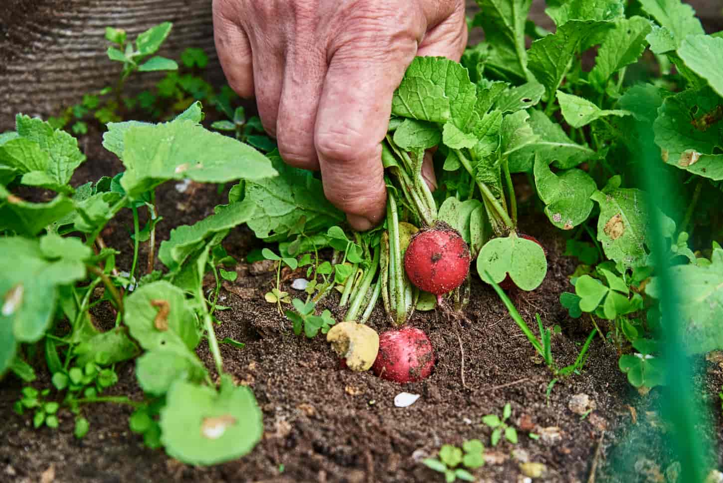 An image of a Woman's hands holding or picking fresh radish harvest in the garden.