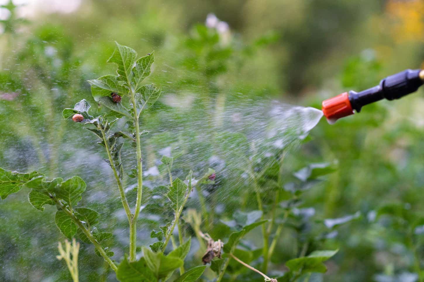 An image of garden sprayer against pests, sprayer for vegetables, fruits, gardening and gardening, gardening care